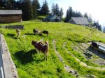 28.05.15_9_Inneralp_Alpauffahrt.JPG
